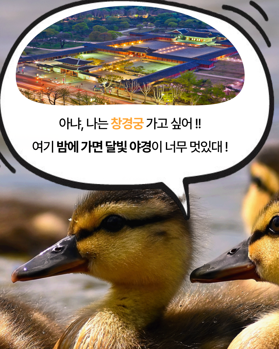 역사 탐방 창경궁·경복궁·국립중앙박물관 이미지